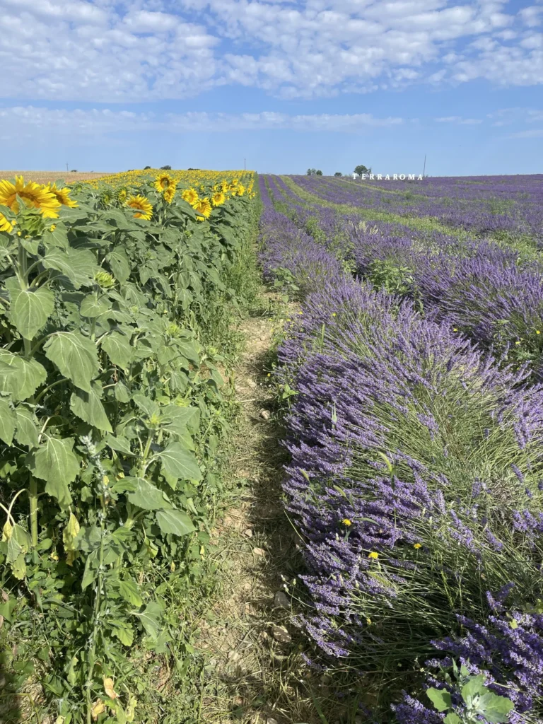 Mixture of sunflowers and lavender in Valensole, Provence