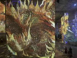 Close up of sunflowers