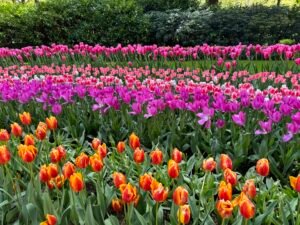 Scenic travel moment from a recent trip in Amsterdam