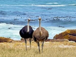 Ostrich in Table Mountain Park