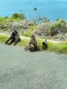 whole family of them