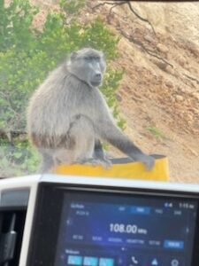 Monkeys on the drive