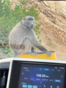 Monkeys on the drive