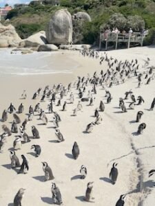 Penguins at Boulder Beach