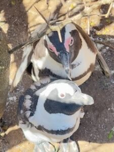 Close Up Boulder Beach