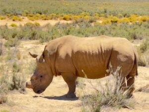 Rhino (all horns are cut)