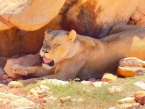 Lioness staying cool