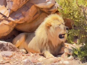 Lion trying to stay cool