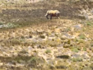 elephants in the distance