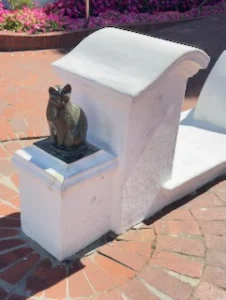 Stellenbosch's Cat