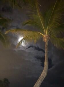 A Tree Pic in Moon Night