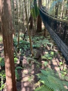 Redwood Treewalk