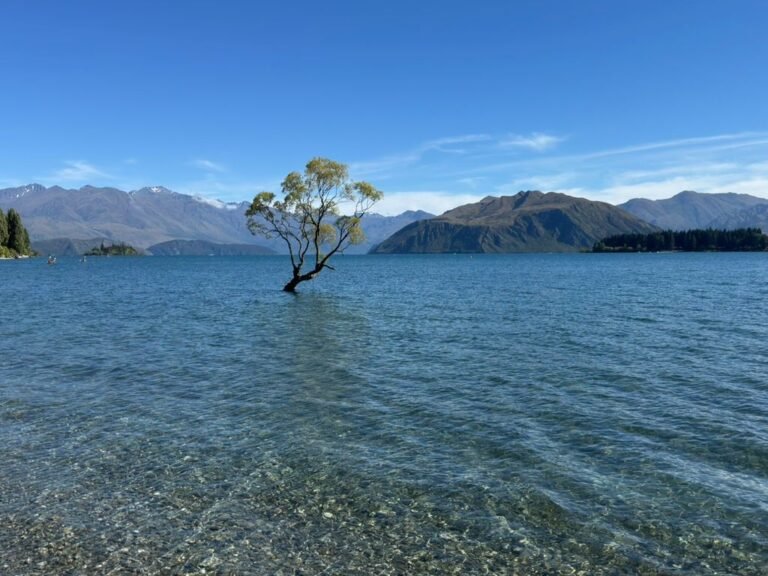 The Wanaka Tree, famous for some reason